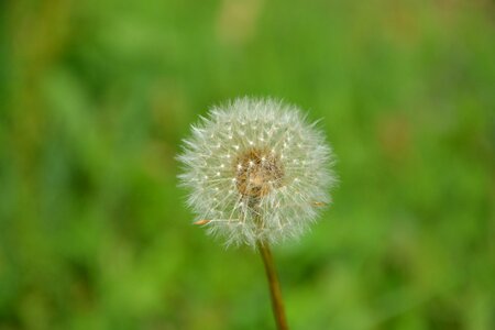Dandelion fruit egret nature