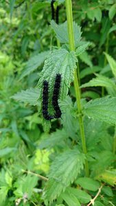 Butterfly insects larva photo