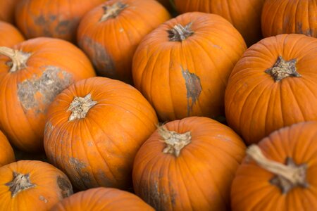Food thanksgiving vegetable