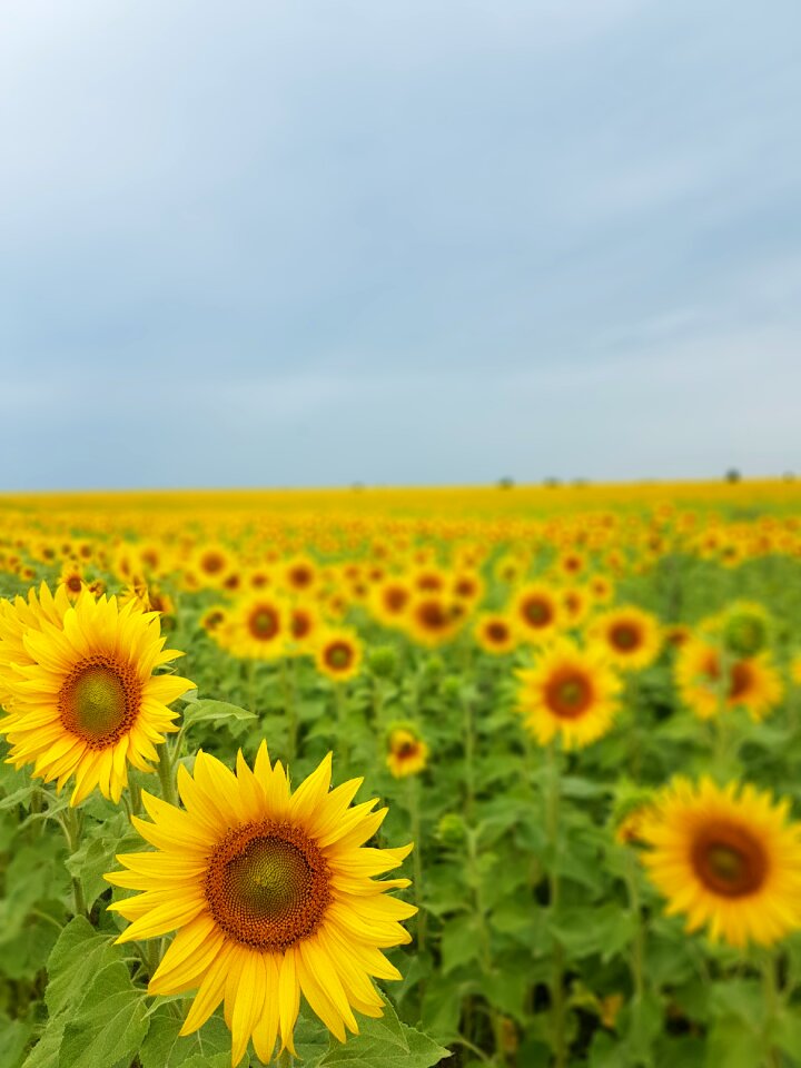 Sunflowers nature summer