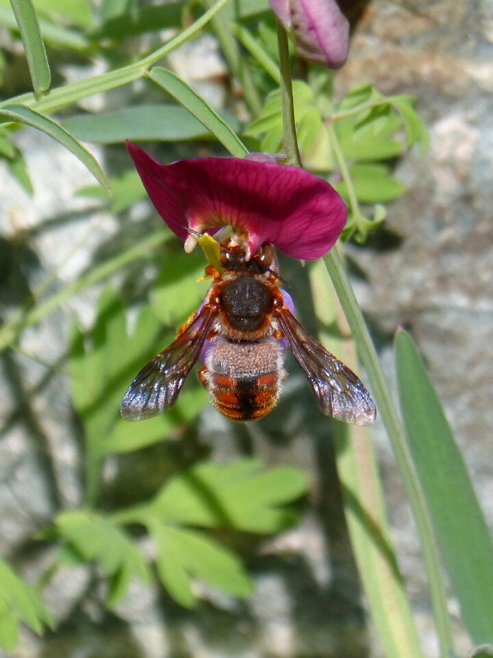 Nature insect plant