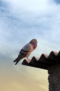 Free image royalty free image wildlife