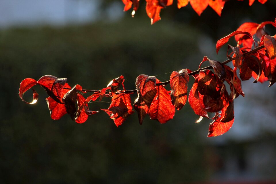Season plant tree