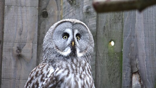 Wildlife animal feather photo