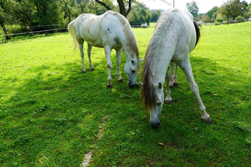 Equestrian autumn gallop