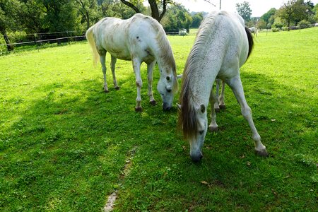 Equestrian autumn gallop photo