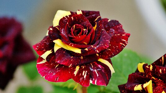 Dragon rose dark red tehran photo