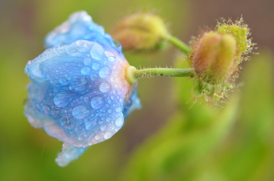 Summer bloom natural