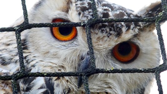 Wildlife raptor owl photo