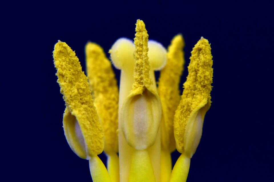 Fertilization tulip temple close up