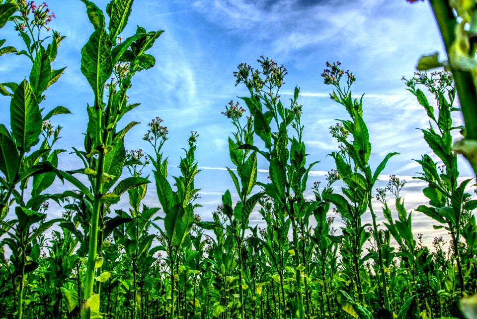 Tobacco plant flower sky blue