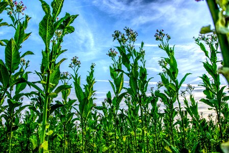 Tobacco plant flower sky blue