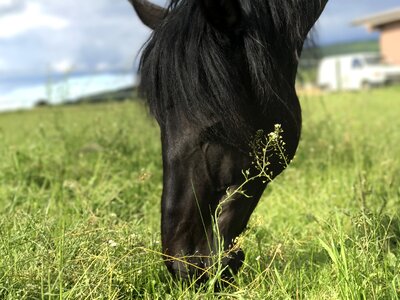 Horses andalusians pferdeportrait