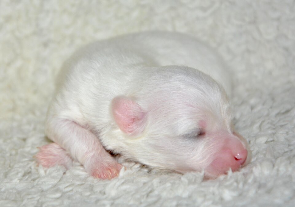 Cute mammal little puppy