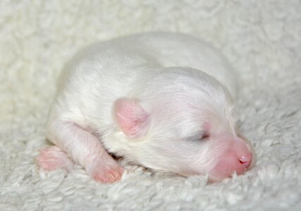 Cute mammal little puppy photo