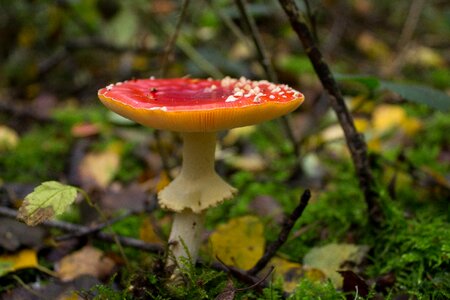 Forest spotted red toadstools