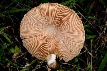 Texture forest queensland