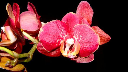 Inflorescence purple flora