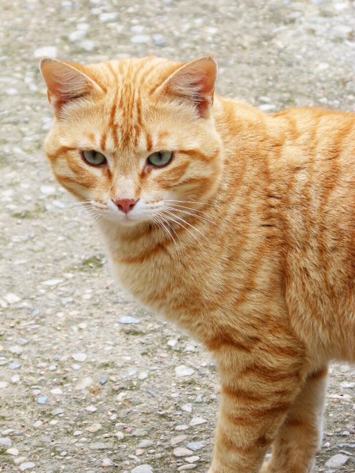 Fur portrait housecat