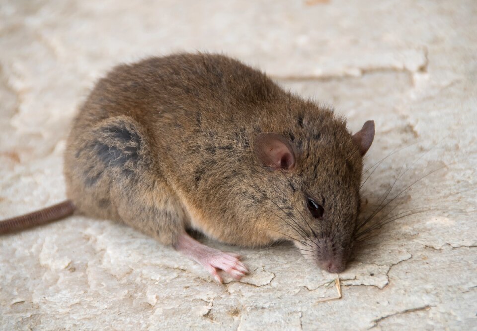 Melomys burtoni fur cute