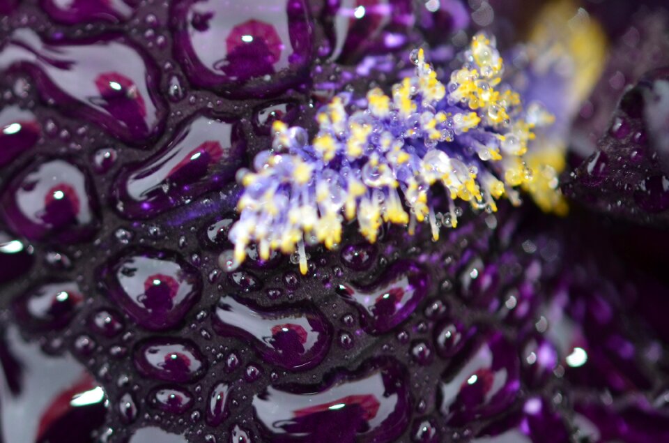 Water water drop water drops