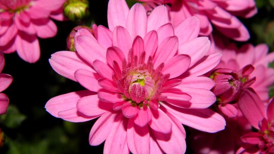 Purple flowers pink yellow flower