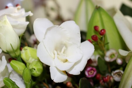 White flowers white flower nature