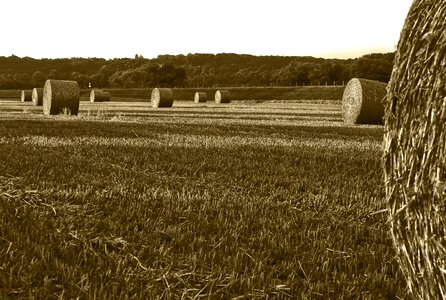 Straw round bales agriculture