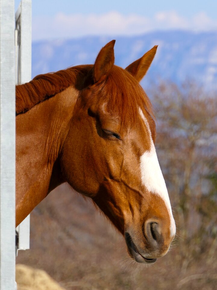 Sun brown animal