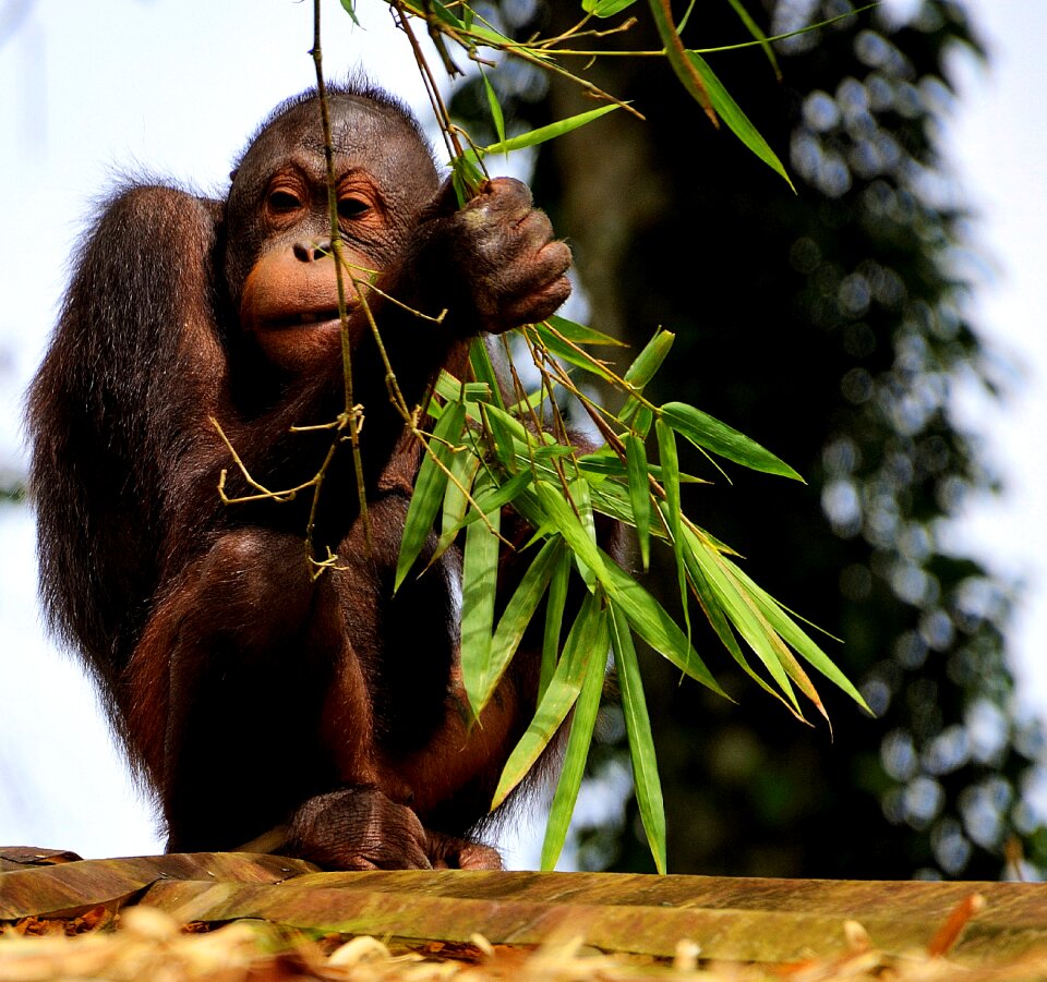 Eating borneo malaysia