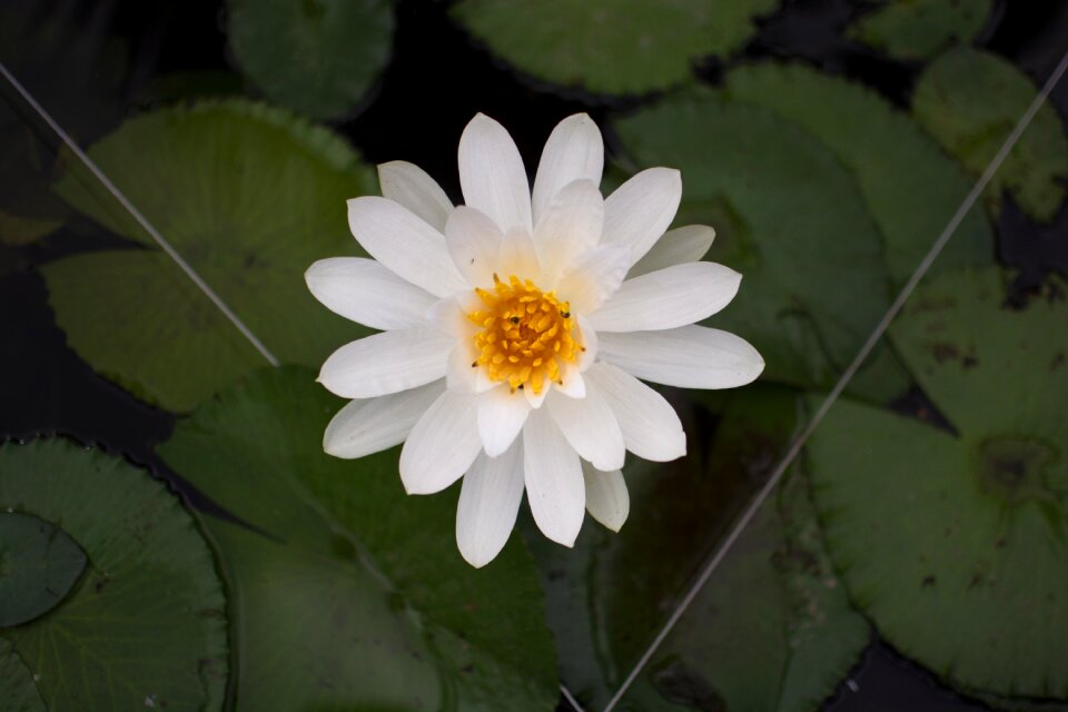 Flower natural white