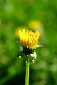 Yellow plant common dandelion