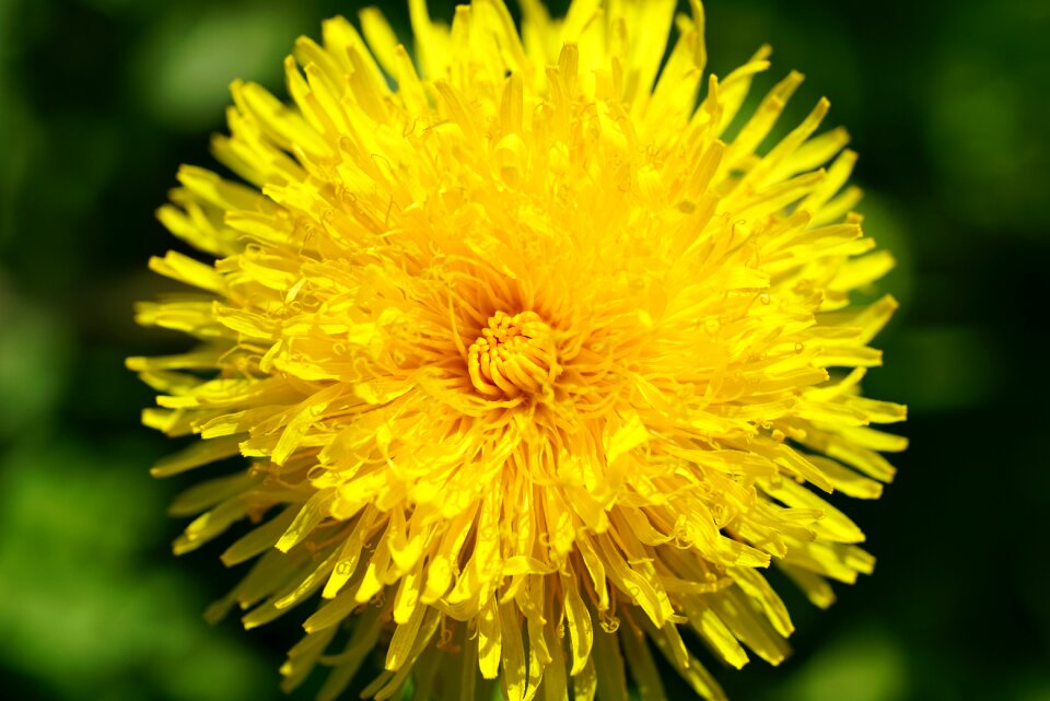Yellow plant common dandelion