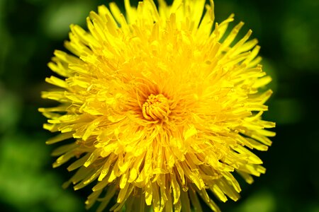 Yellow plant common dandelion photo