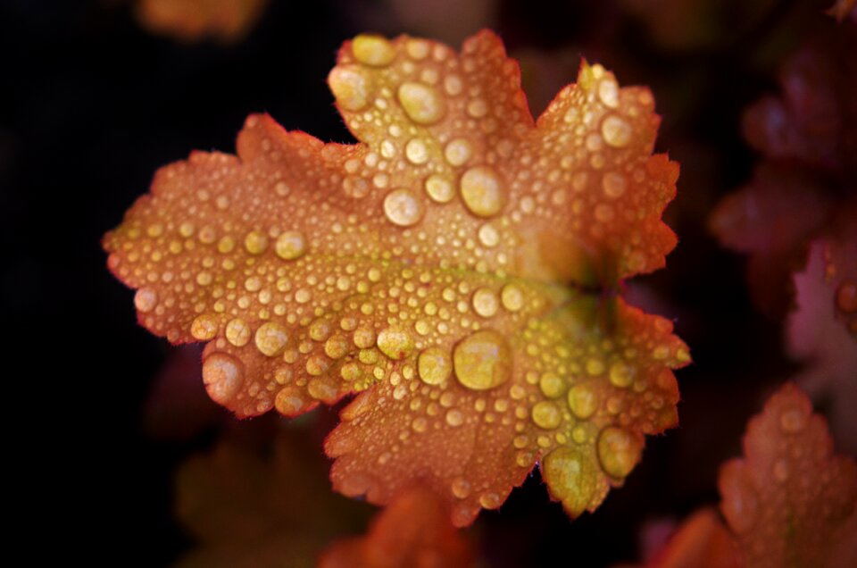 Nature water plant