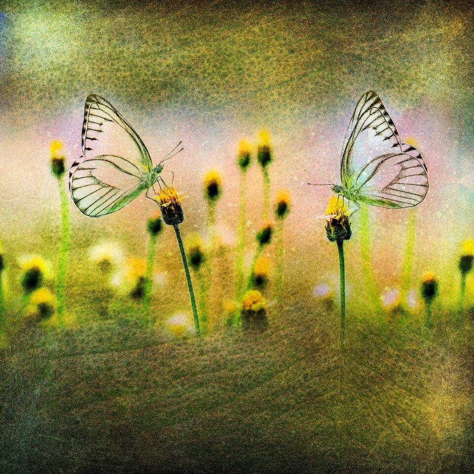 Greens summer insect