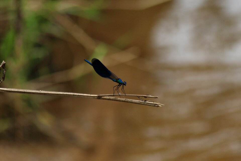 Bird insect bespozvonochnoe