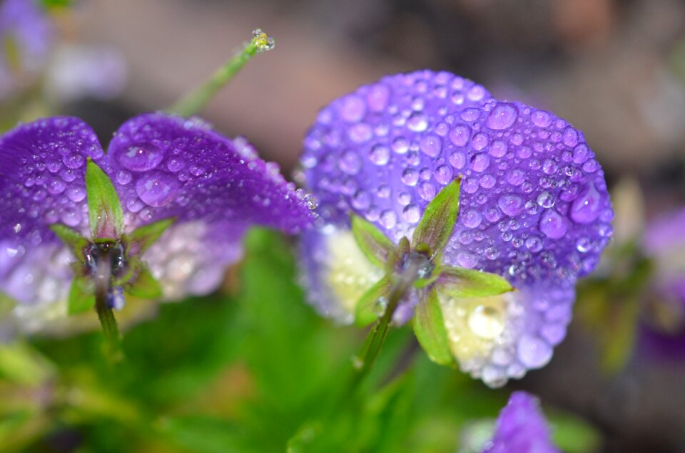 Water water drop water drops