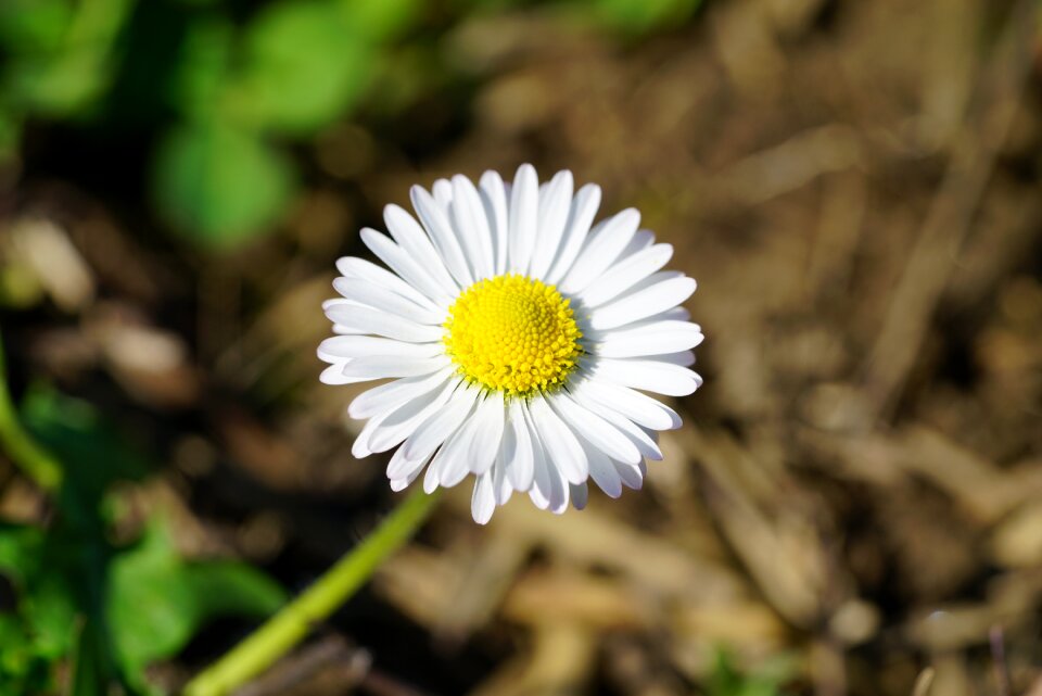 Flower blossom bloom