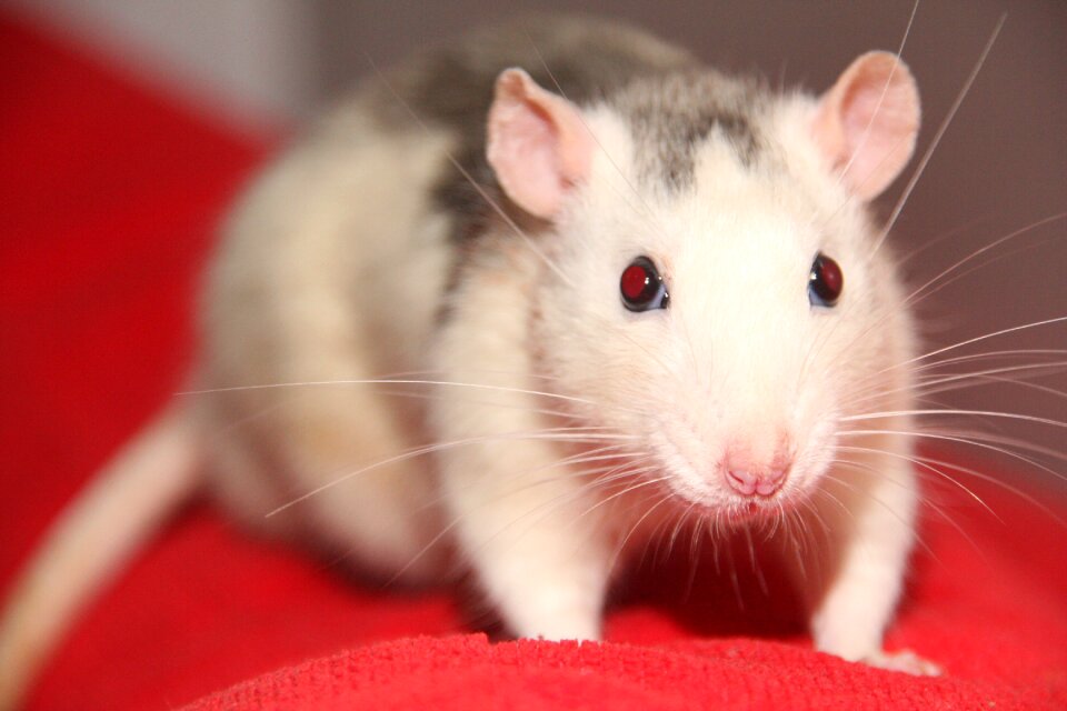 Animals sweet cute