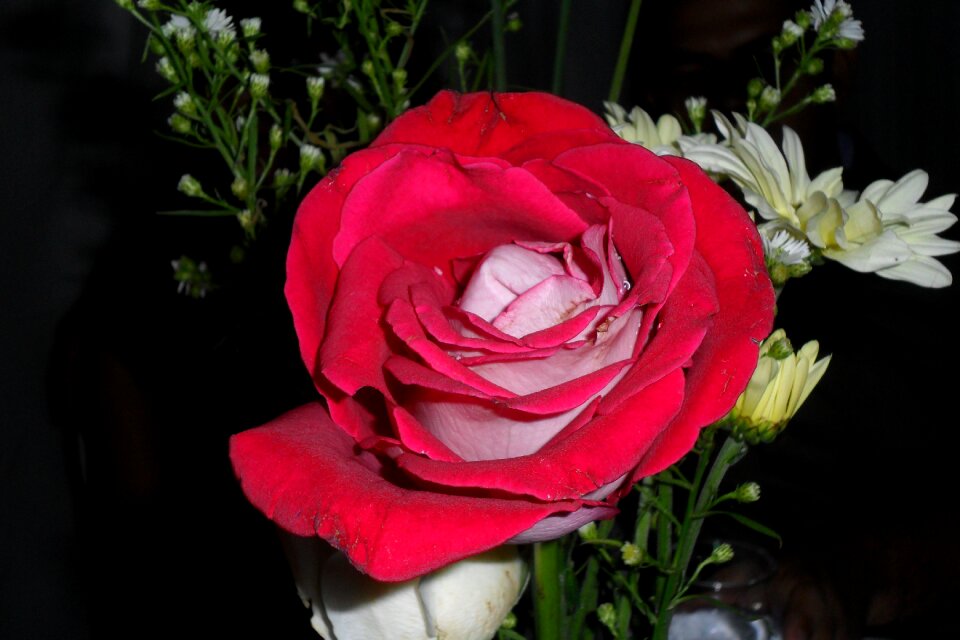 Rosa flower red rose