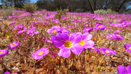 Flora blooming hayfield