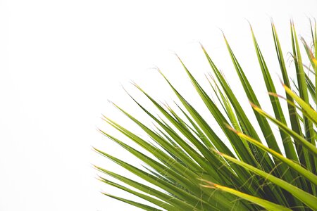 Botany background freshness