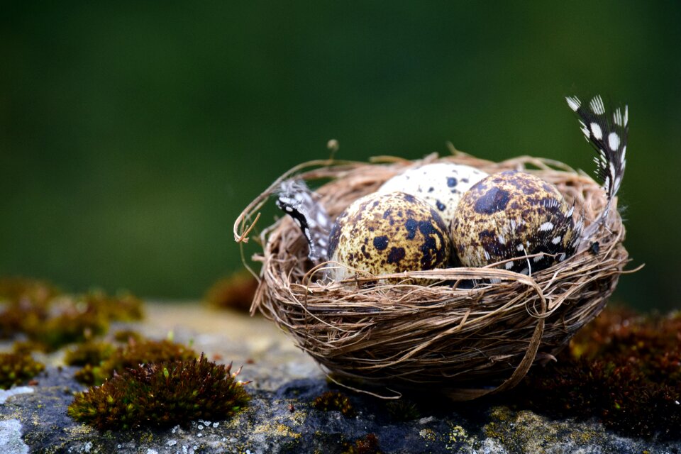 Speckled background nature