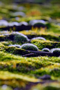 Garden beautiful moss