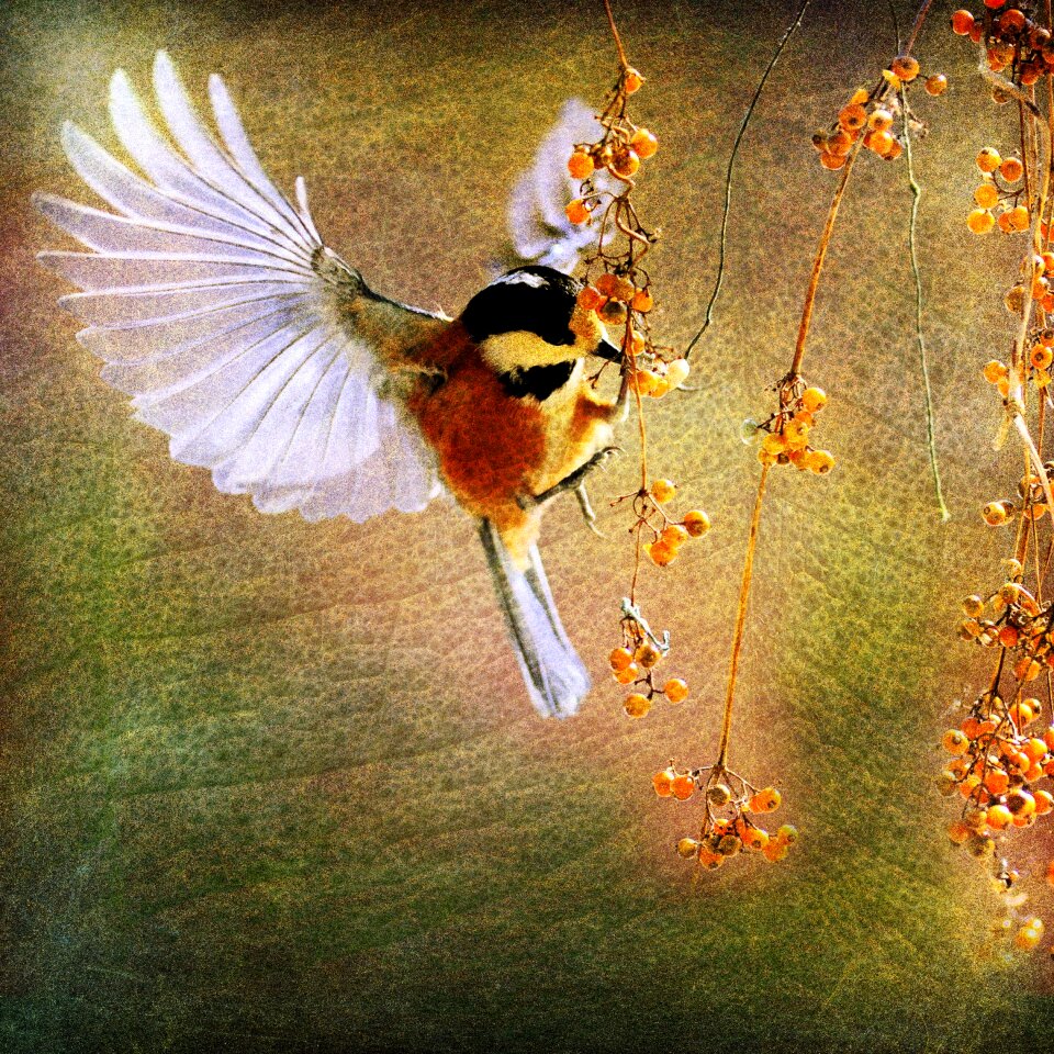 Spring tranquility birds