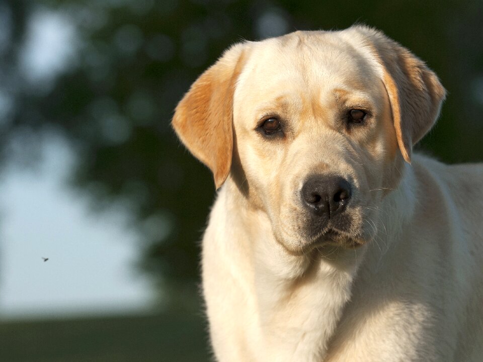 Cute mammal canine