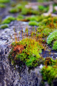 Garden beautiful moss
