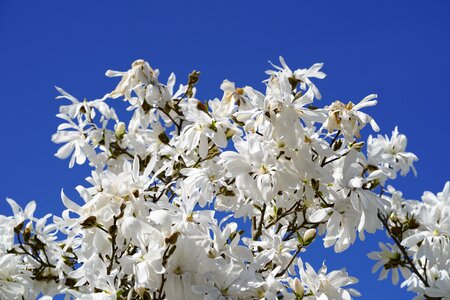 White magnolia stellata magnolia photo