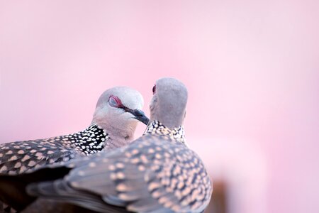 Dove love pink love